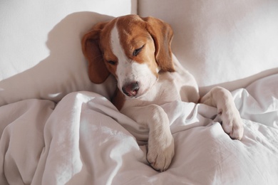 Photo of Cute Beagle puppy sleeping in bed, above view. Adorable pet