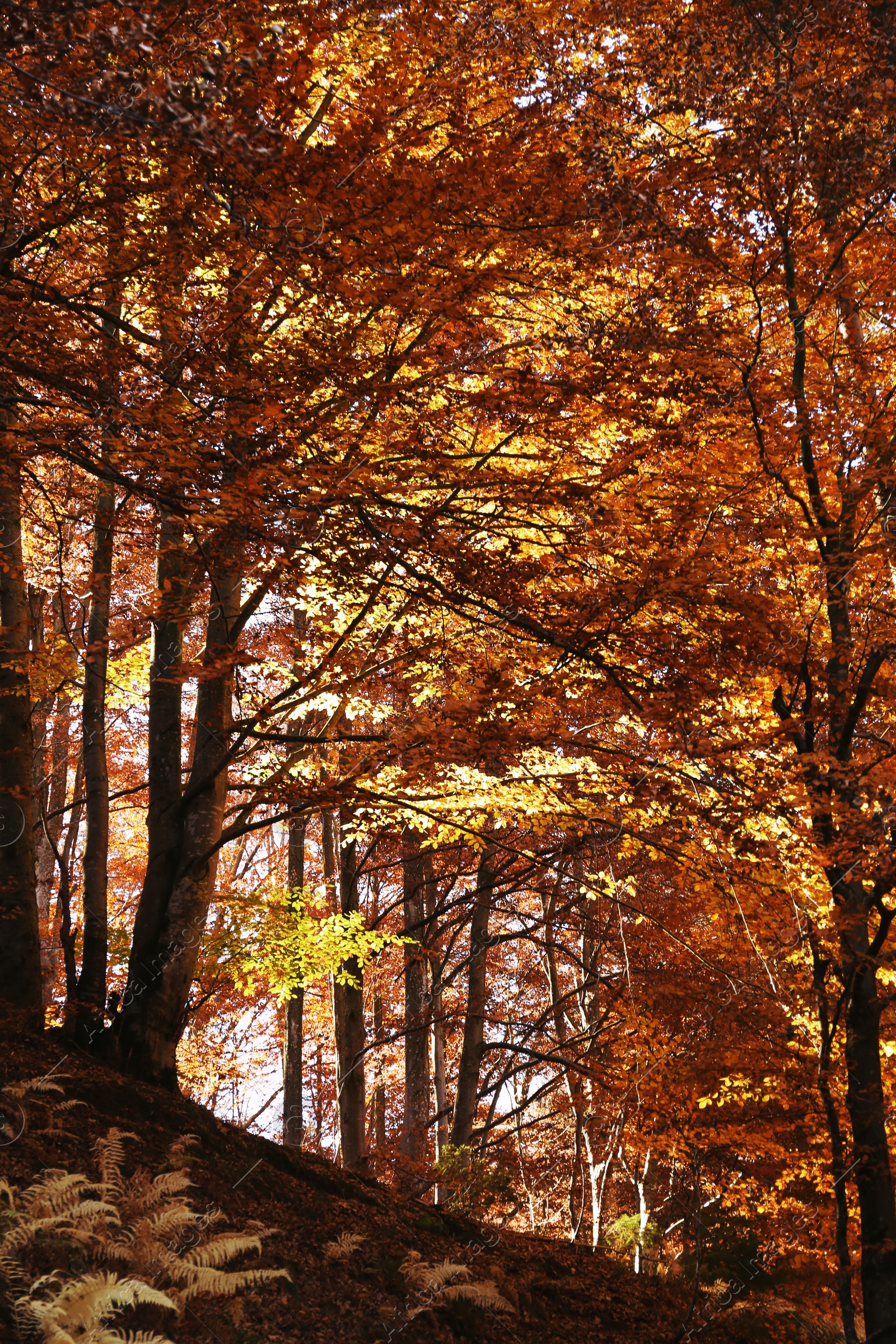 Photo of Beautiful landscape with autumn forest and fallen leaves on ground