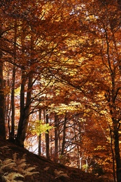 Photo of Beautiful landscape with autumn forest and fallen leaves on ground