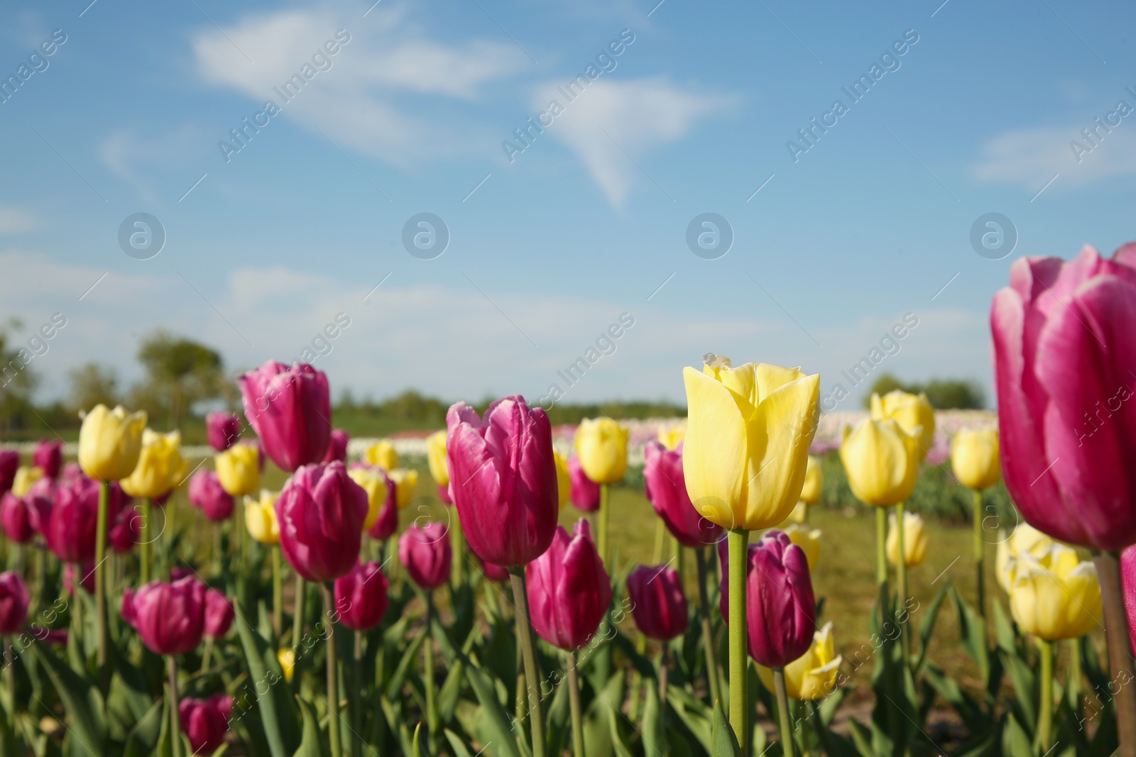 Photo of Beautiful colorful tulip flowers growing in field on sunny day, closeup