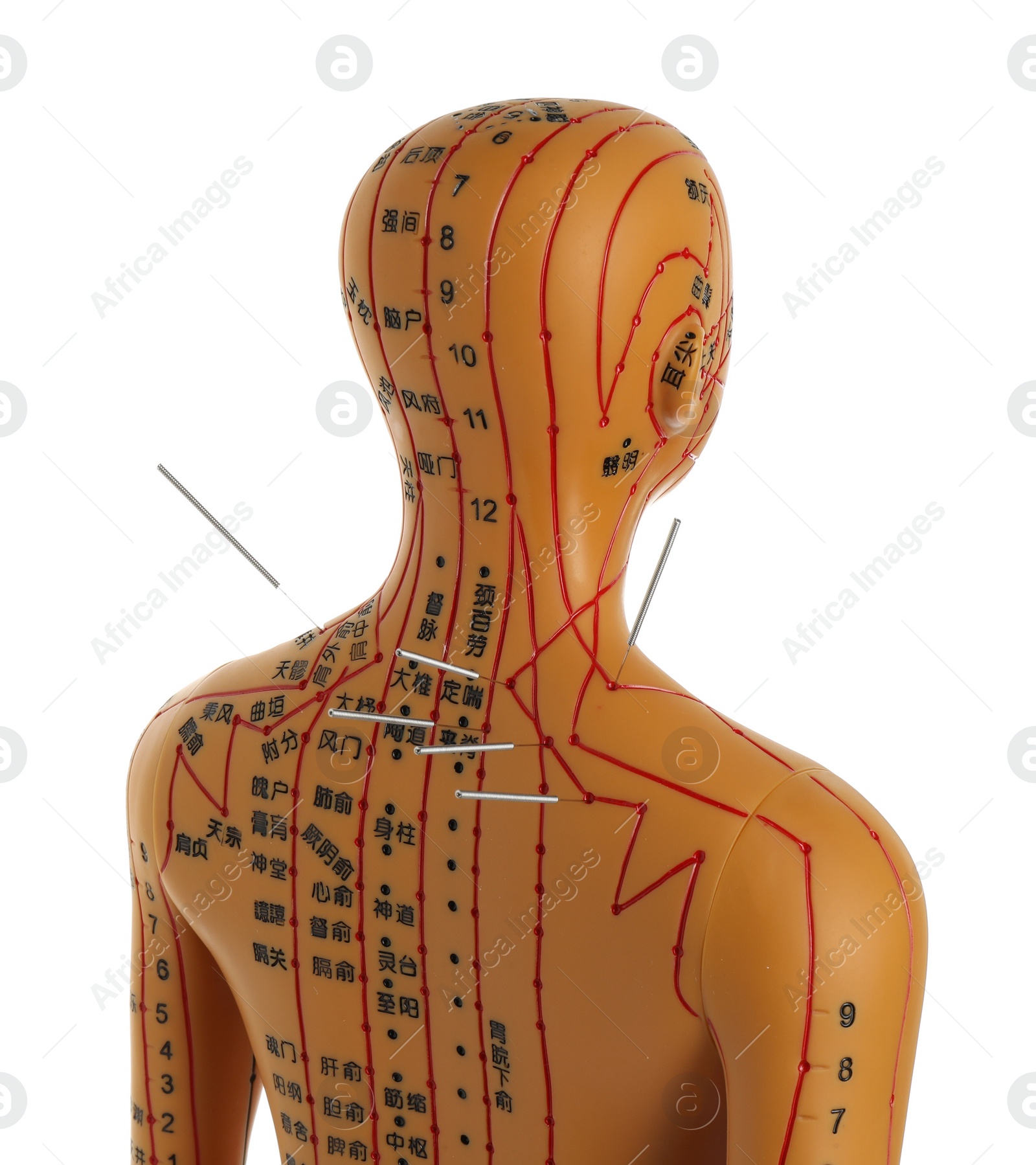 Photo of Acupuncture - alternative medicine. Human model with needles in back isolated on white