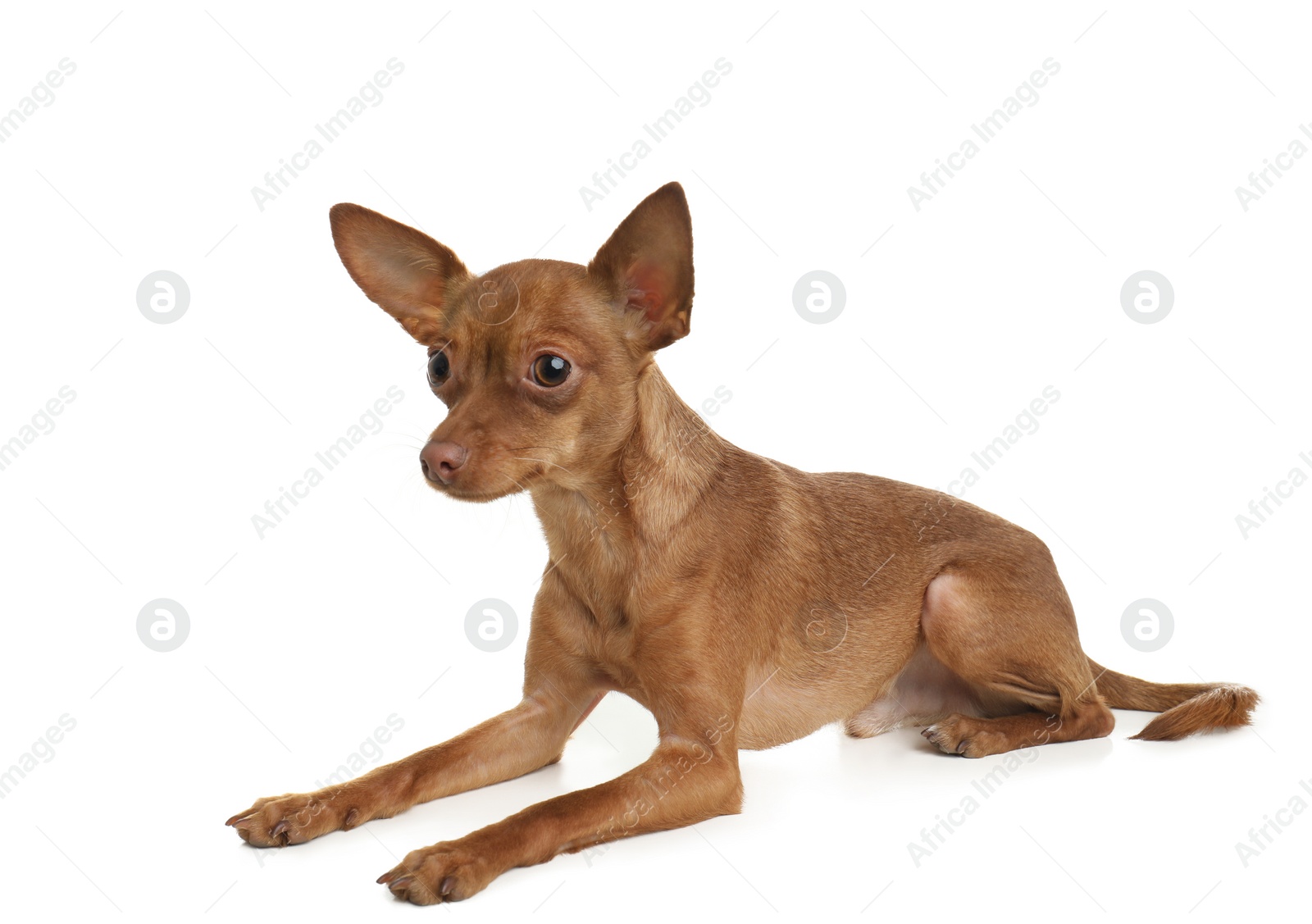 Photo of Cute toy terrier isolated on white. Domestic dog