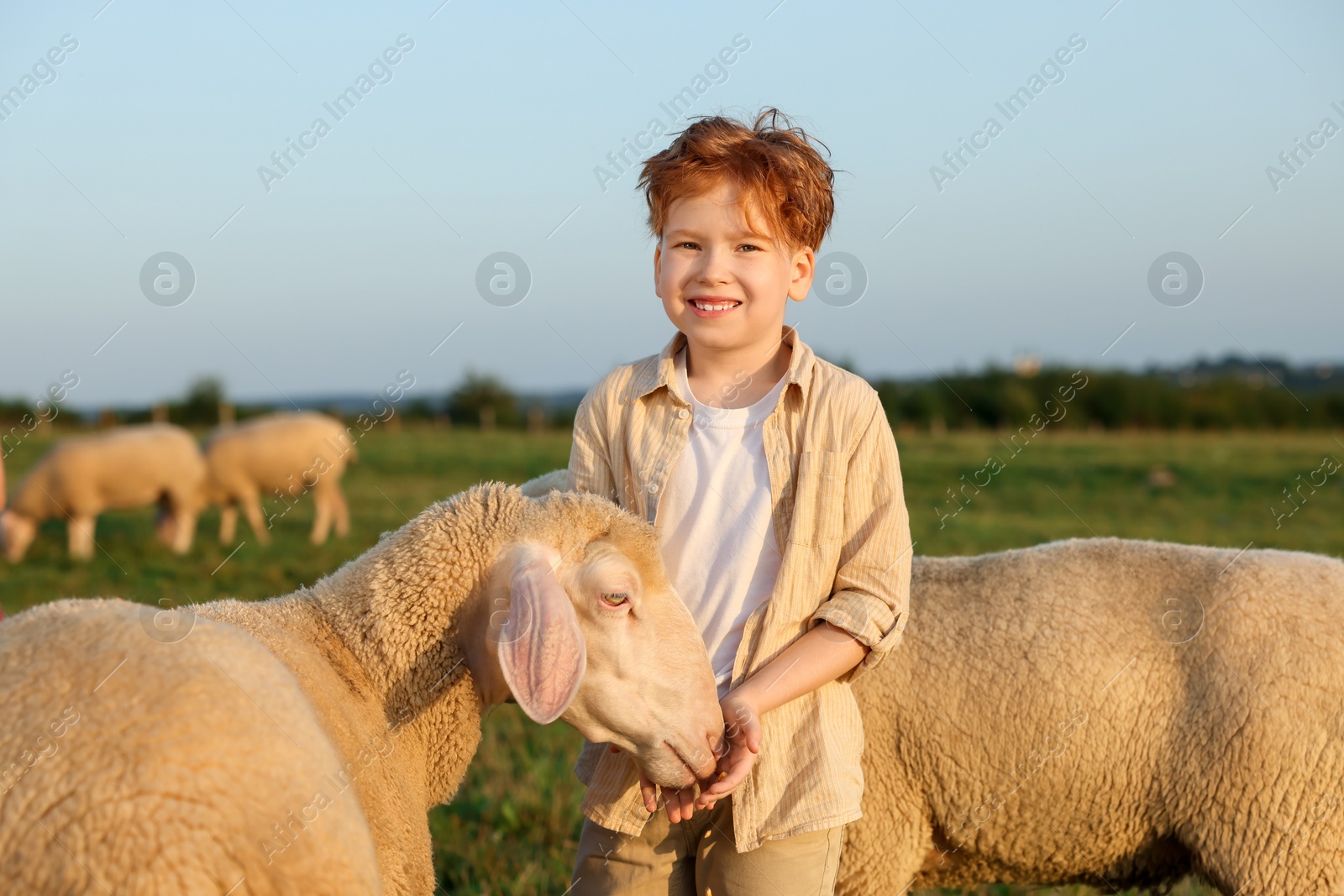 Photo of Boy feeding sheep on green pasture. Farm animals