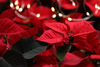 Red Poinsettia against blurred festive lights, closeup. Christmas traditional flower