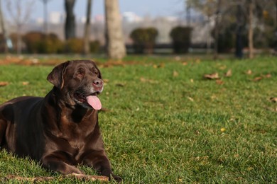 Chocolate Labrador lying on green grass in park. Space for text