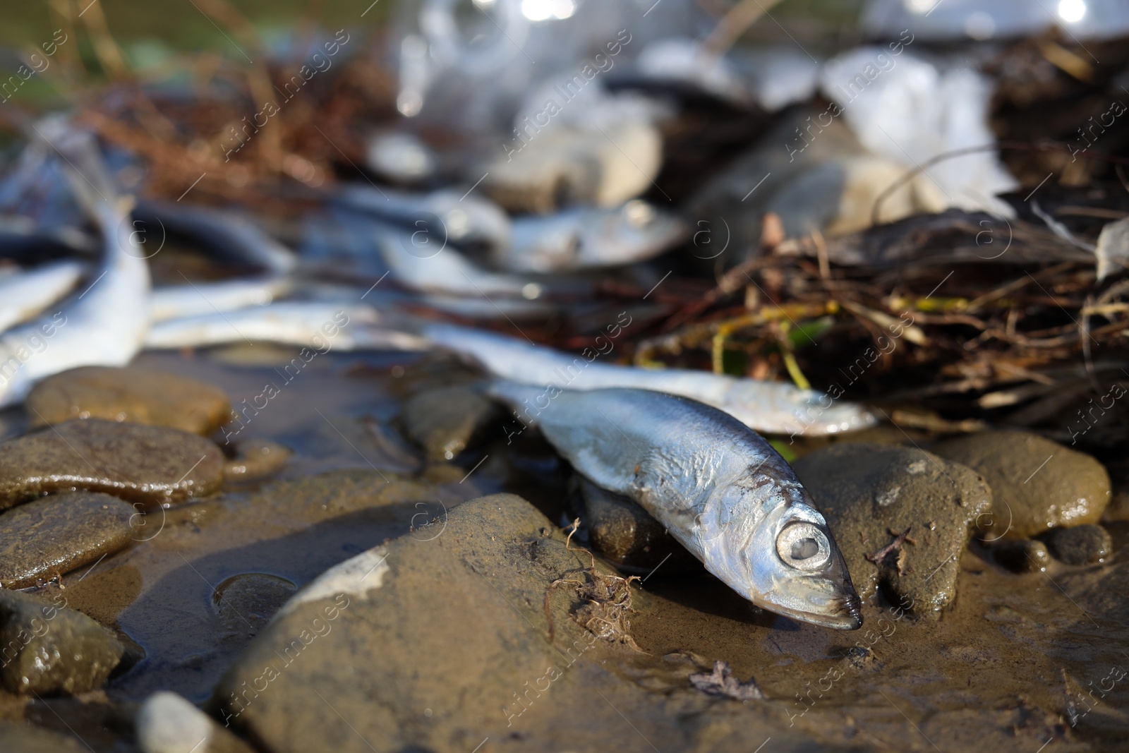 Photo of Dead fishes on stones near river, closeup. Environmental pollution concept