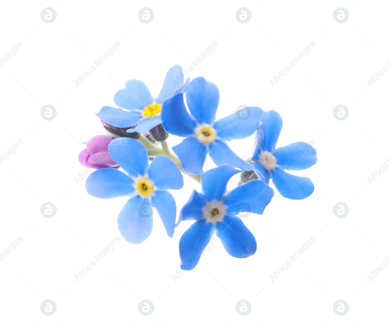 Photo of Beautiful blue Forget-me-not flowers isolated on white