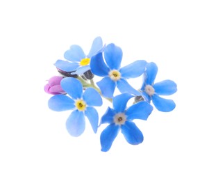 Photo of Beautiful blue Forget-me-not flowers isolated on white