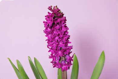 Photo of Beautiful spring hyacinth flower on color background