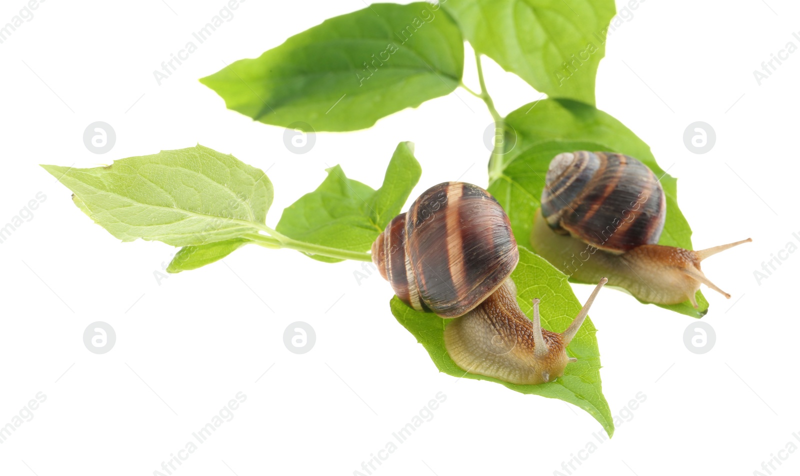 Photo of Common garden snails crawling on green leaves against white background