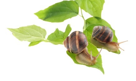 Common garden snails crawling on green leaves against white background