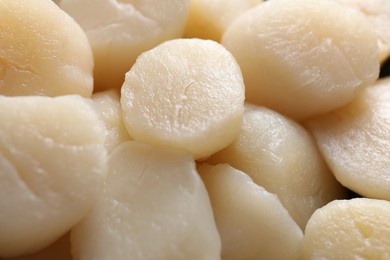 Photo of Fresh raw scallops as background, closeup view