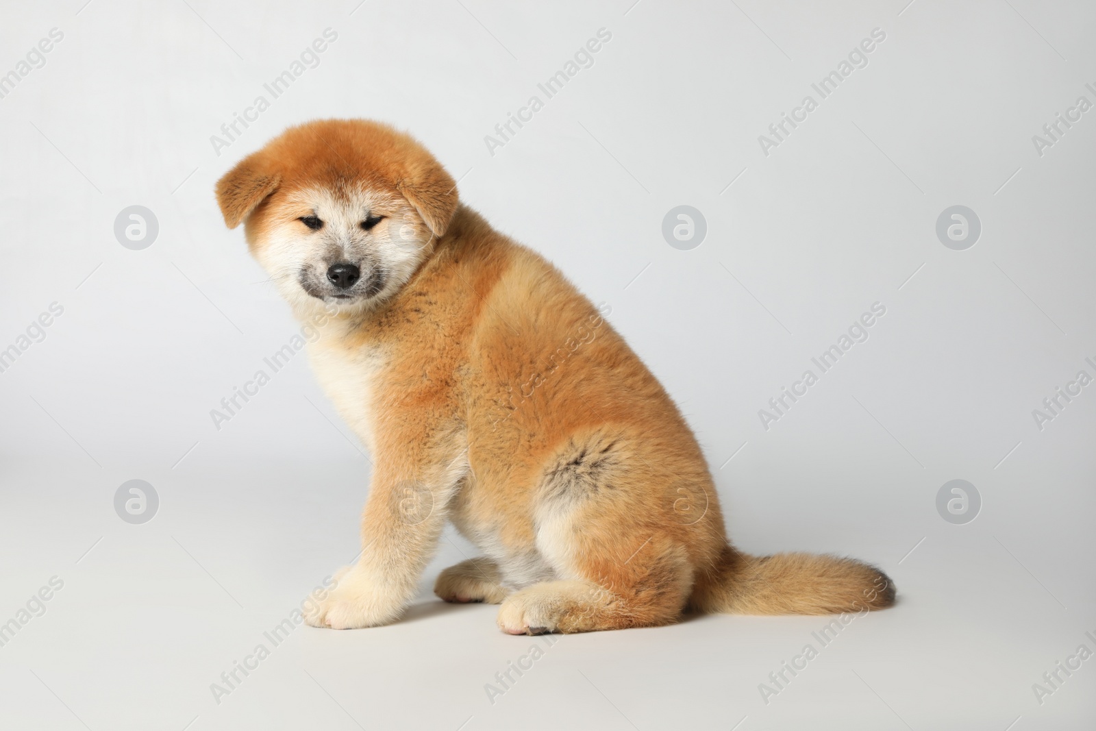 Photo of Cute Akita Inu puppy on white background. Baby animal