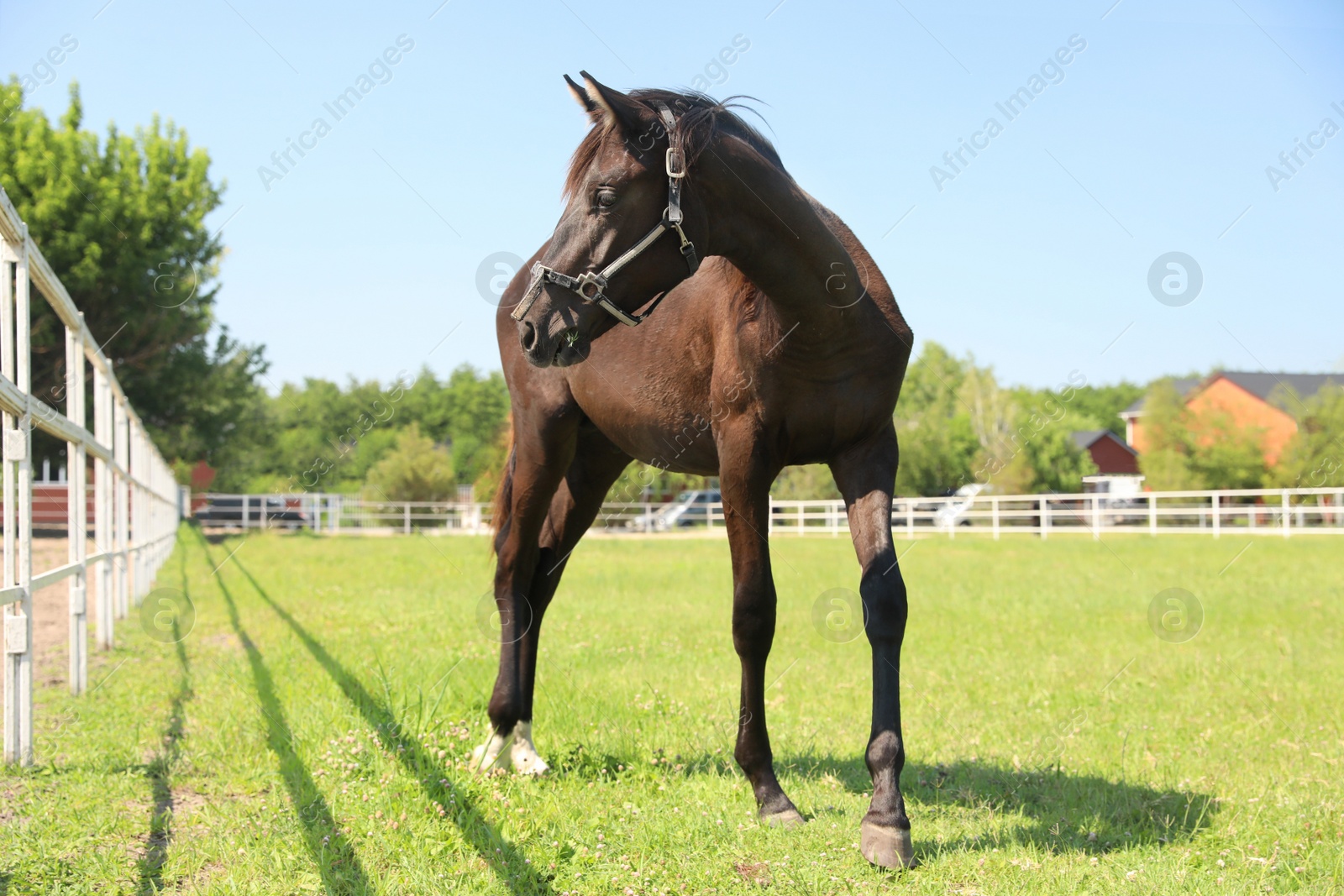 Photo of Dark bay horse in paddock on sunny day. Beautiful pet