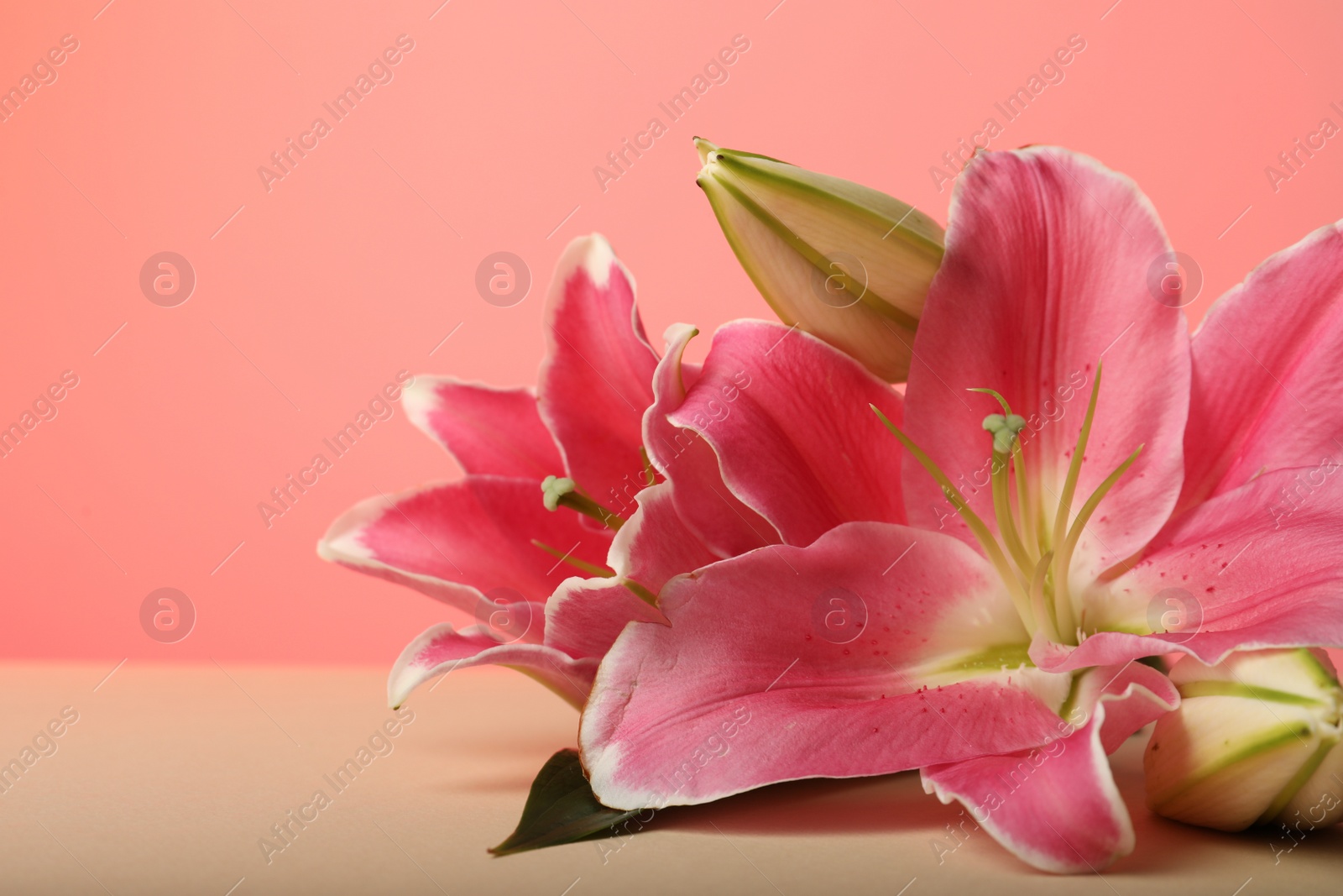 Photo of Beautiful pink lily flowers on color background, closeup