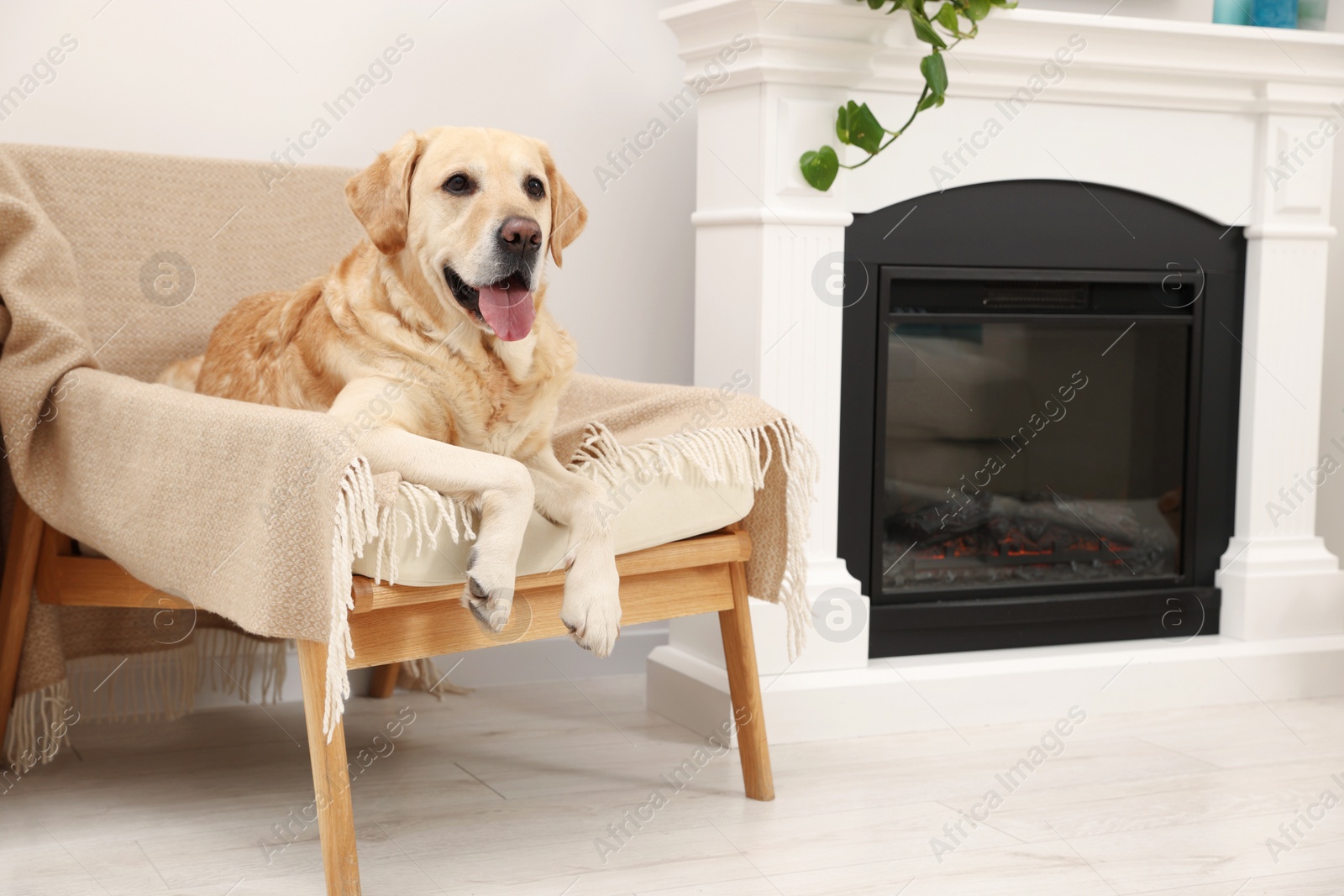 Photo of Modern living room interior. Cute Golden Labrador Retriever on cozy armchair