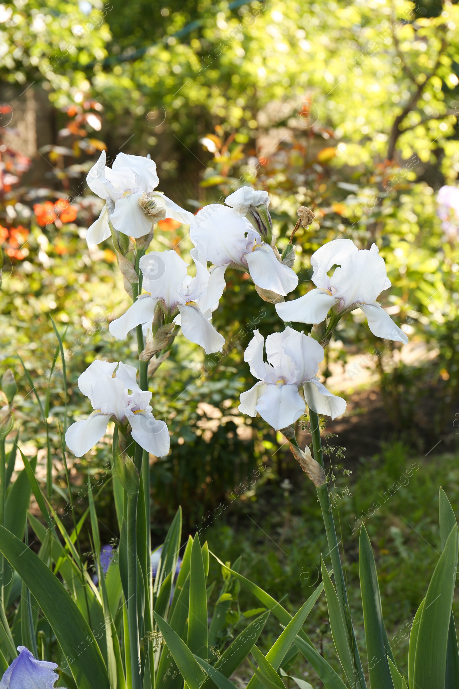 Photo of Beautiful white iris flowers growing in garden