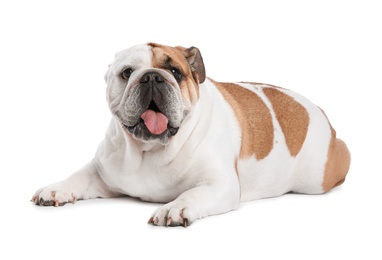 Adorable funny English bulldog on white background