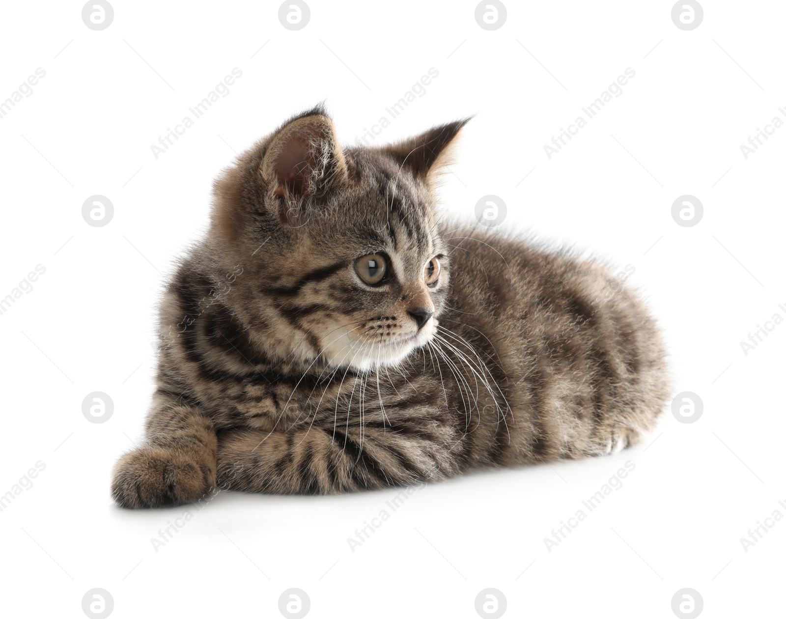 Photo of Cute tabby kitten on white background. Baby animal