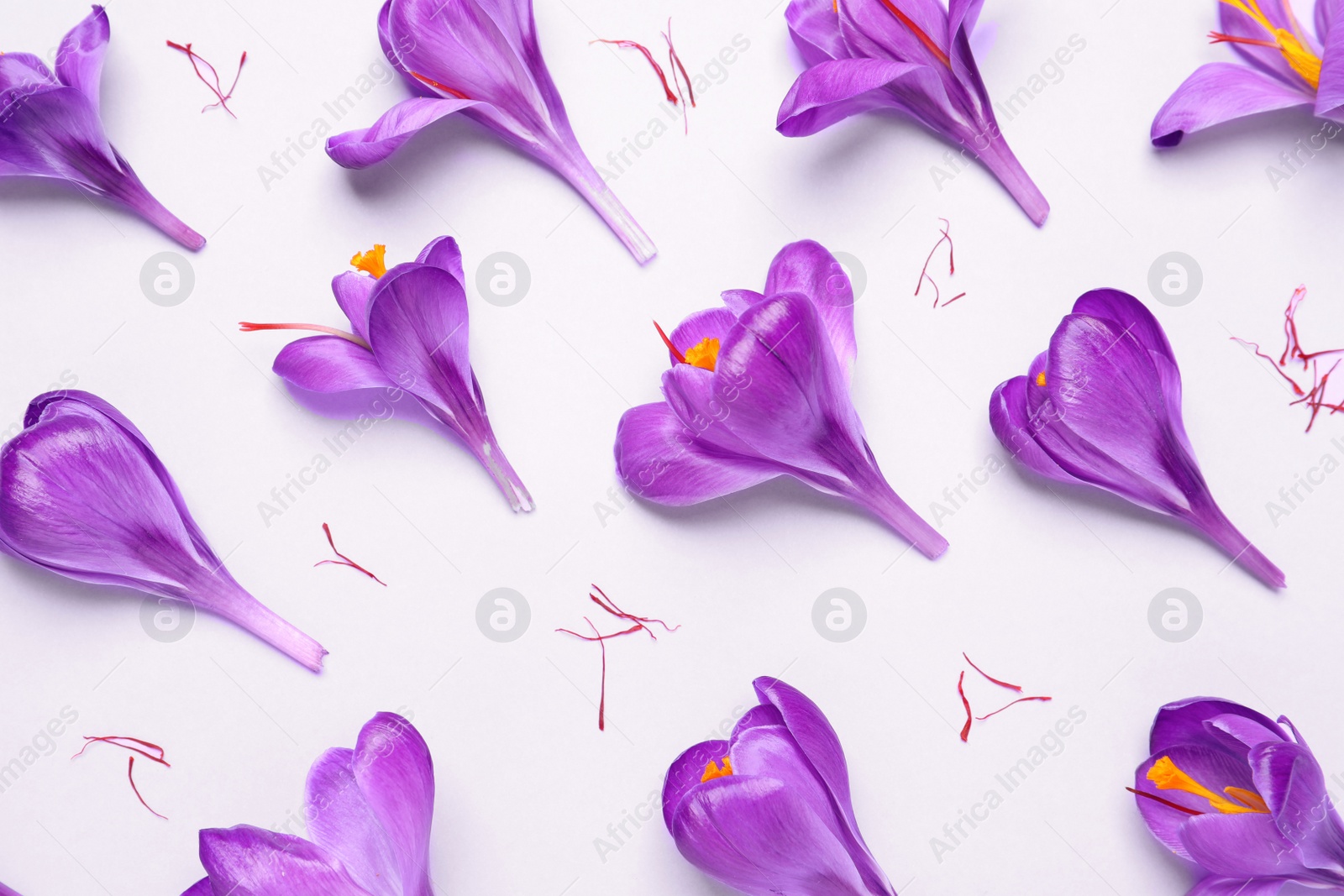 Photo of Beautiful Saffron crocus flowers on light violet background, flat lay