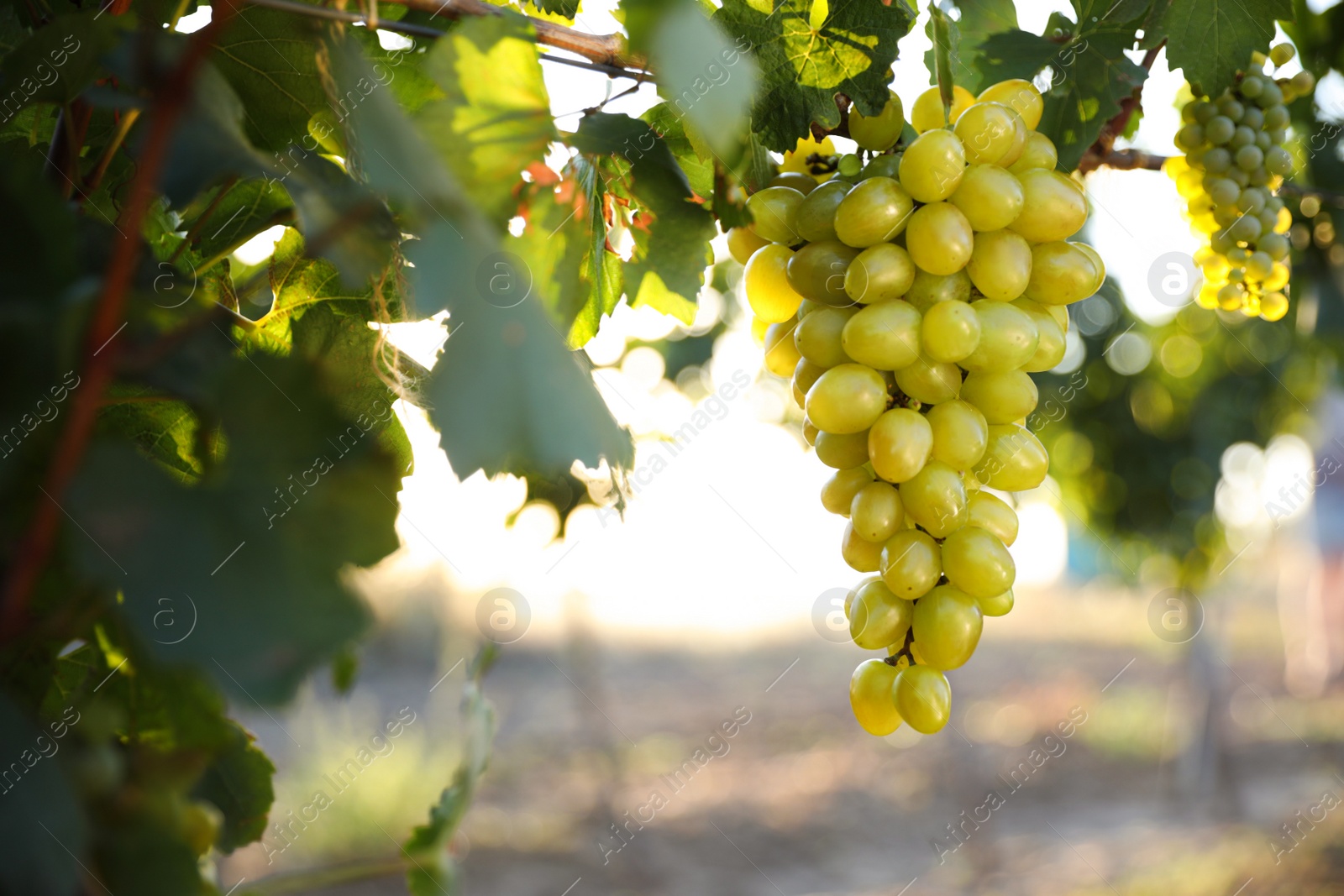 Photo of Bunch of ripe juicy grapes on branch in vineyard