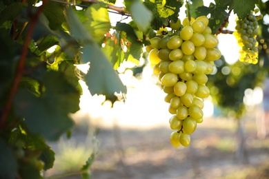 Photo of Bunch of ripe juicy grapes on branch in vineyard