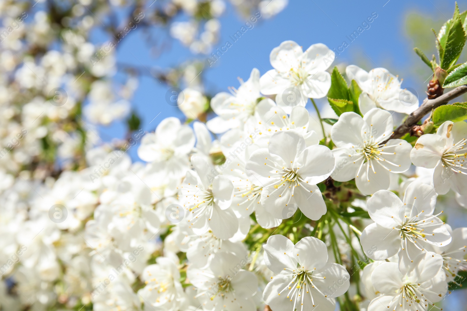 Photo of Closeup view of blooming spring tree on sunny day