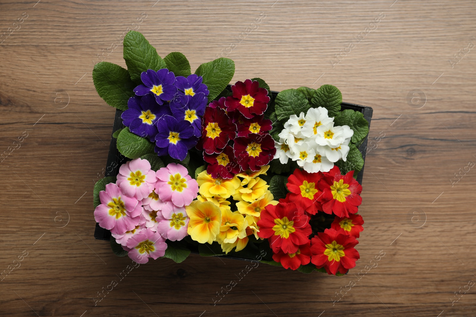 Photo of Primrose Primula Vulgaris flowers on wooden background, top view. Spring season