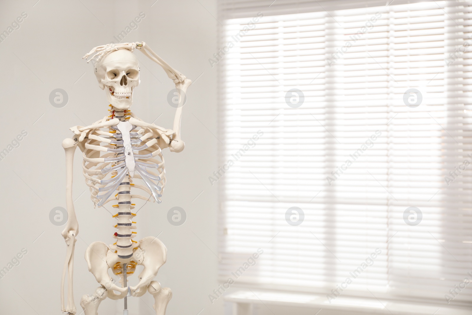 Photo of Artificial human skeleton model near window indoors. Space for text