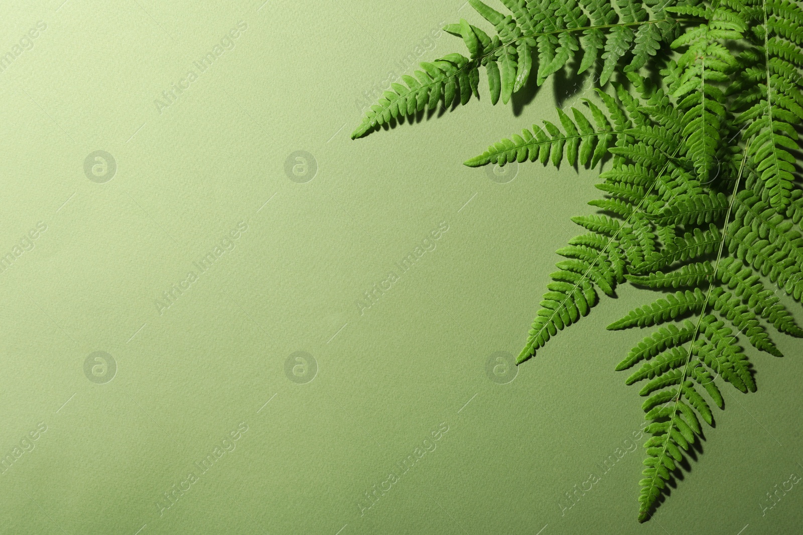 Photo of Beautiful tropical fern leaves on light green background, flat lay. Space for text