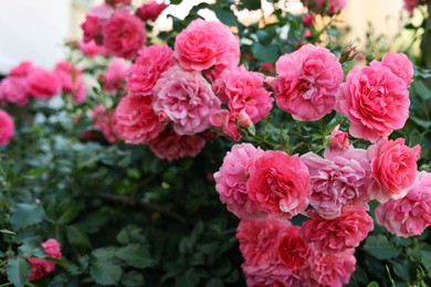 Photo of Closeup view of beautiful blooming rose bush outdoors on summer day