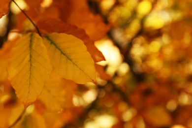 Photo of Tree twig with bright leaves on sunny autumn day