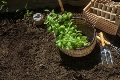 Beautiful seedlings in wicker basket prepared for transplanting on ground outdoors, above view. Space for text