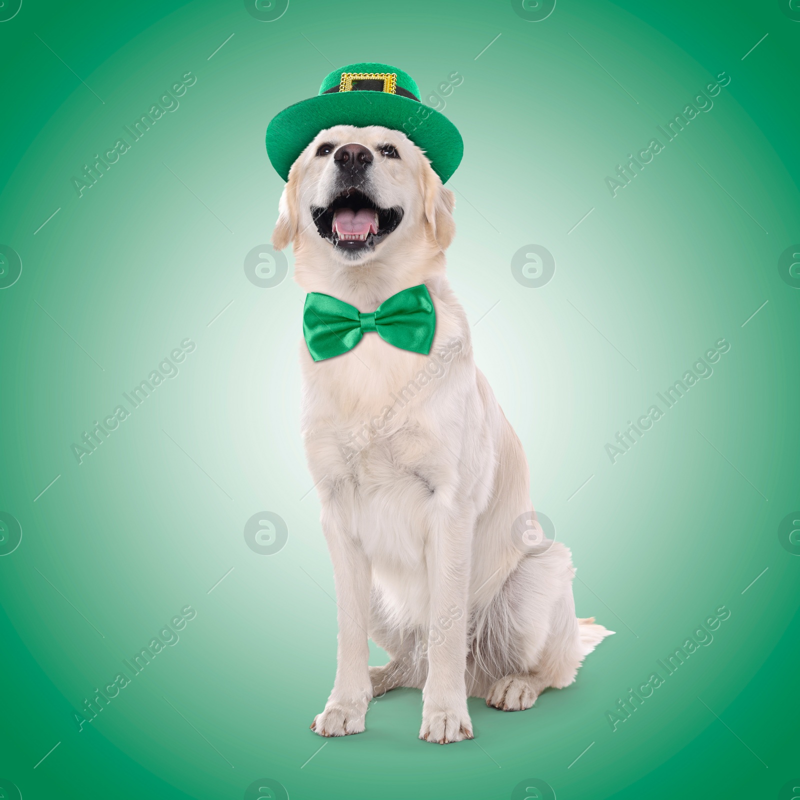 Image of St. Patrick's day celebration. Cute Golden Retriever dog with leprechaun hat and bow tie on green background