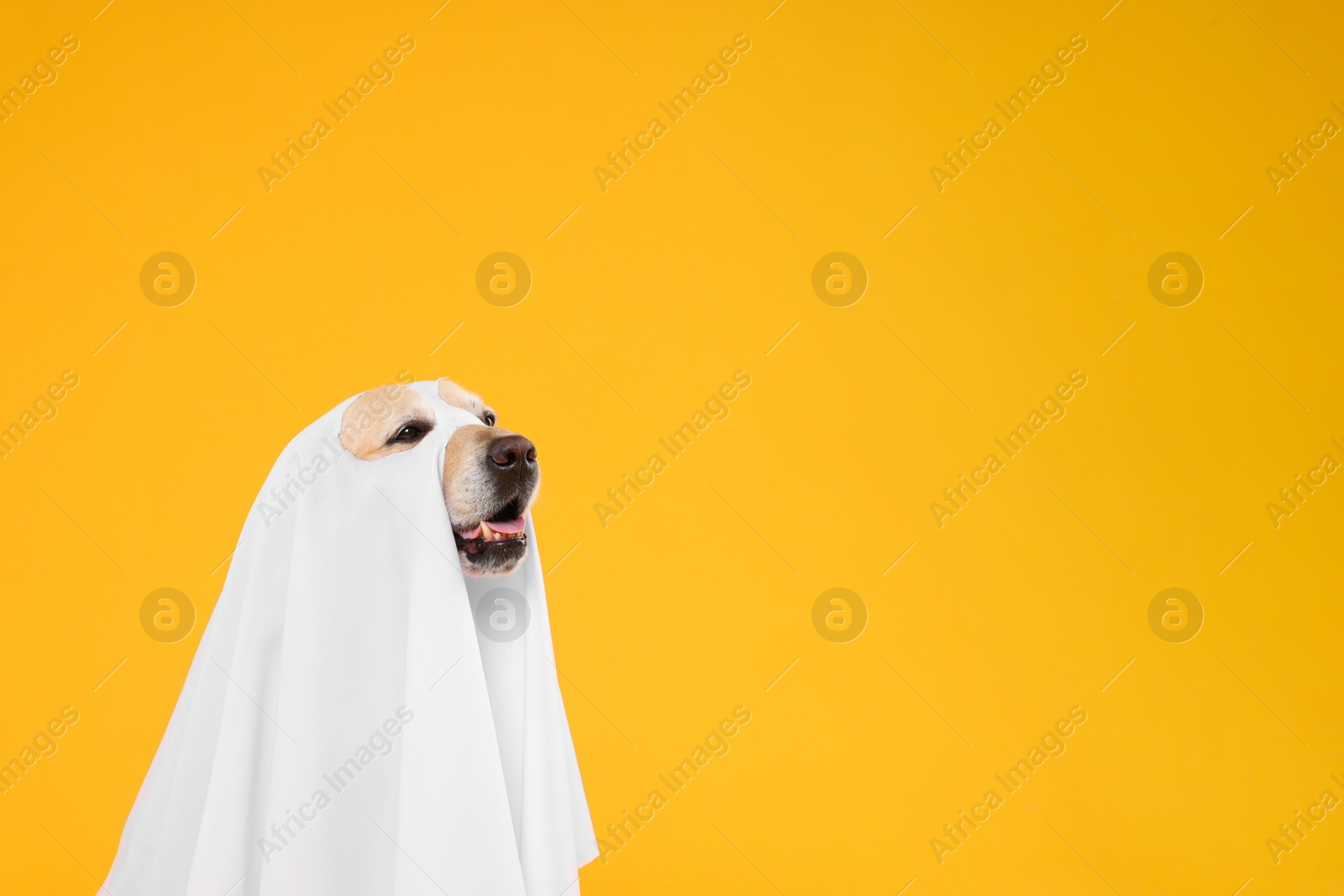 Photo of Cute Labrador Retriever dog wearing ghost costume on orange background, space for text. Halloween celebration