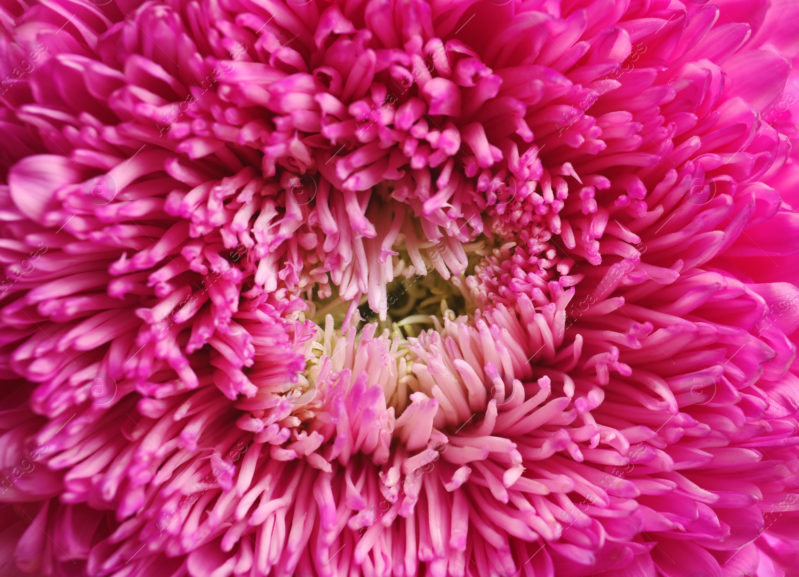 Photo of Beautiful aster flower as background, closeup view