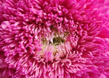 Photo of Beautiful aster flower as background, closeup view