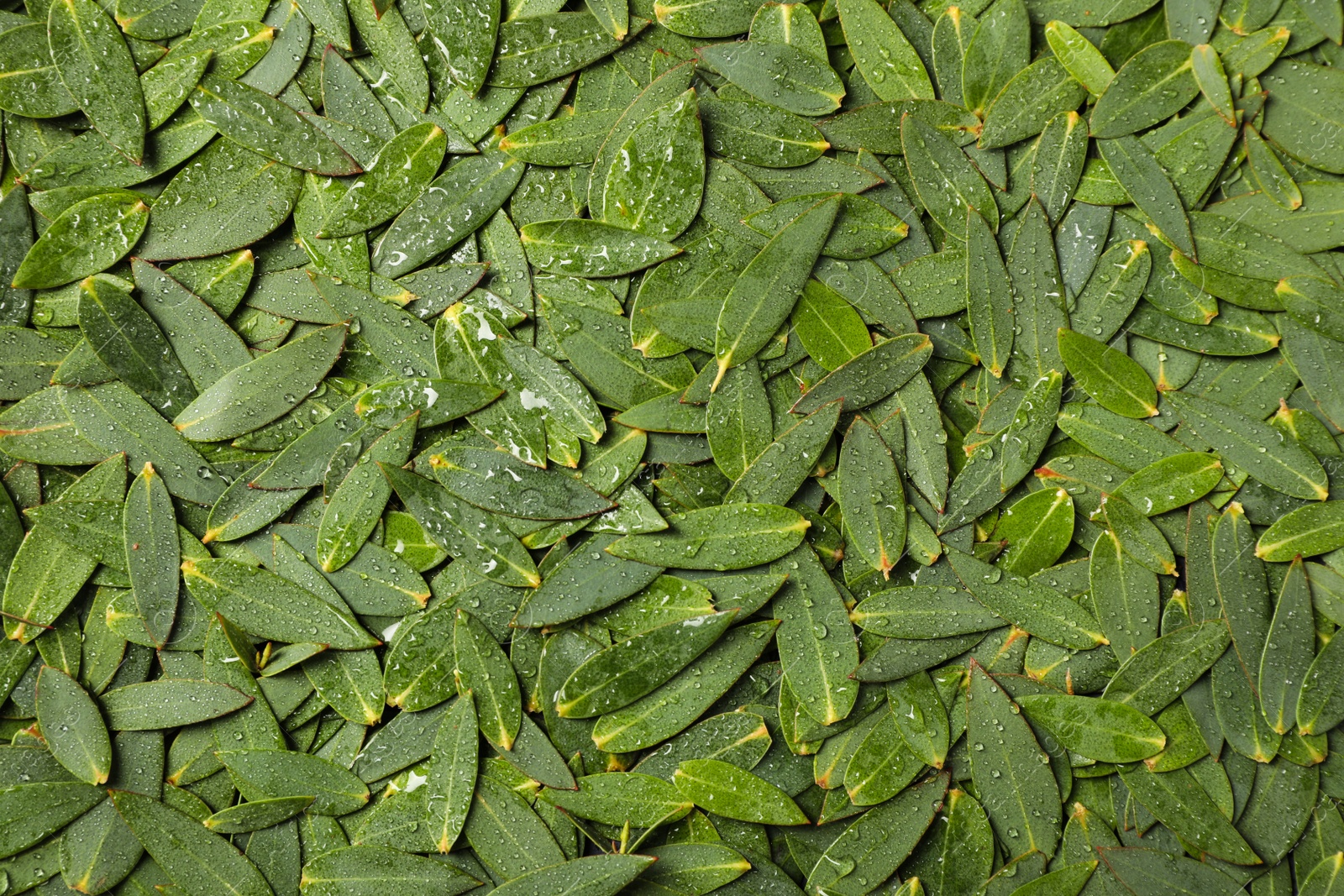 Photo of Many eucalyptus leaves with water drops as background, top view