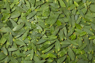 Photo of Many eucalyptus leaves with water drops as background, top view