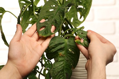 Photo of Man touching houseplant with damaged leaves indoors, closeup