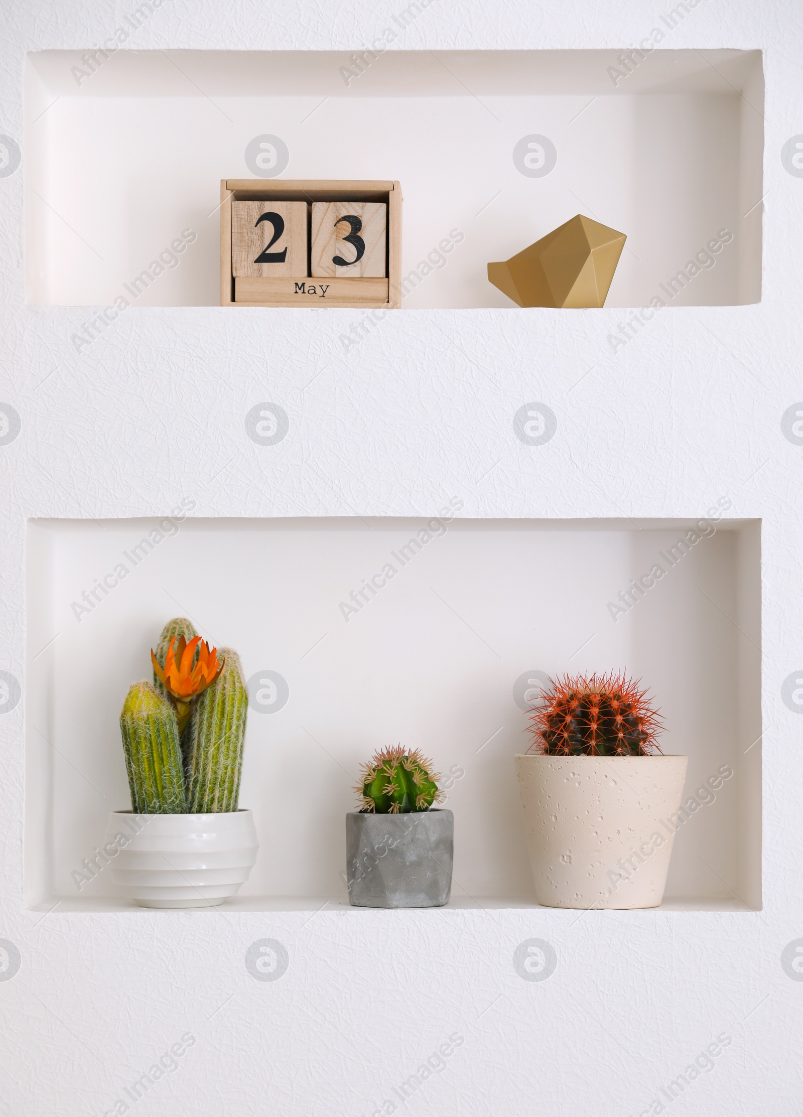 Photo of Beautiful different cacti as decoration in niche