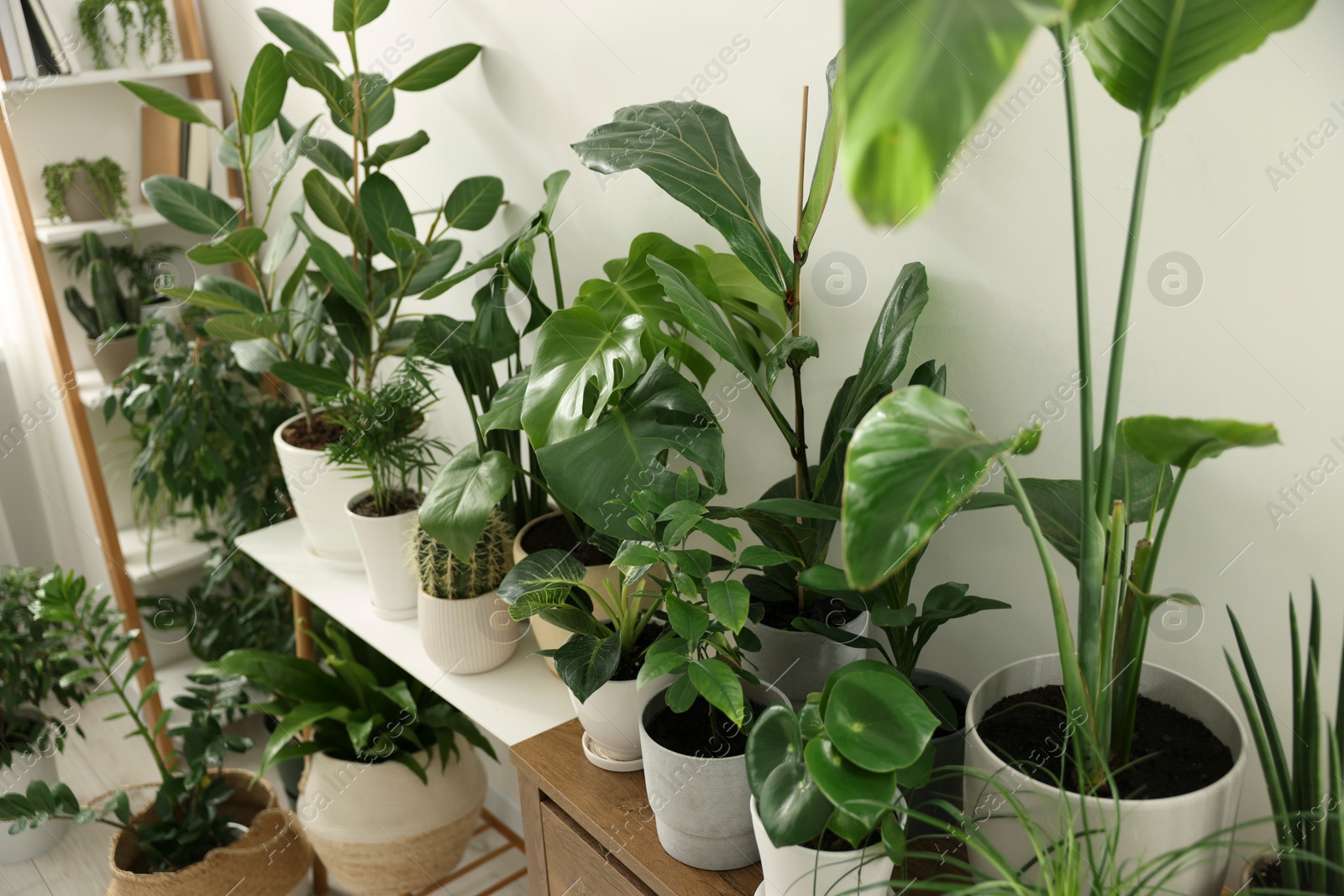 Photo of Many different potted houseplants on furniture indoors