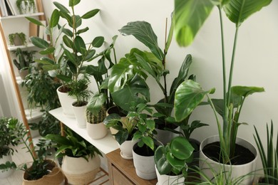 Photo of Many different potted houseplants on furniture indoors