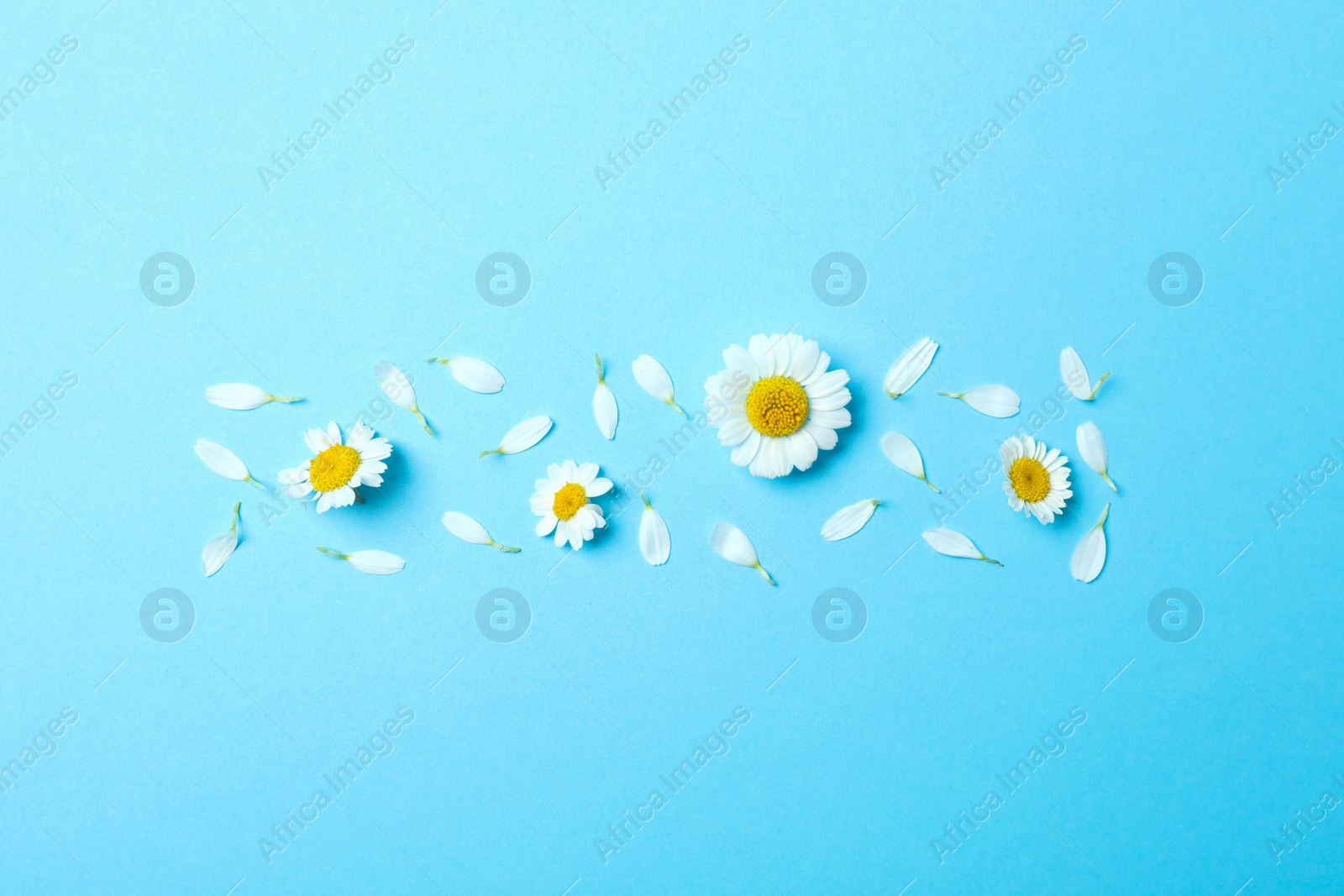 Photo of Flat lay composition with fresh chamomiles on light blue background