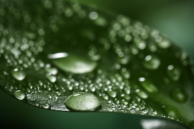 Closeup view of beautiful green leaf with dew drops