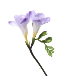 Photo of Beautiful violet freesia flower on white background