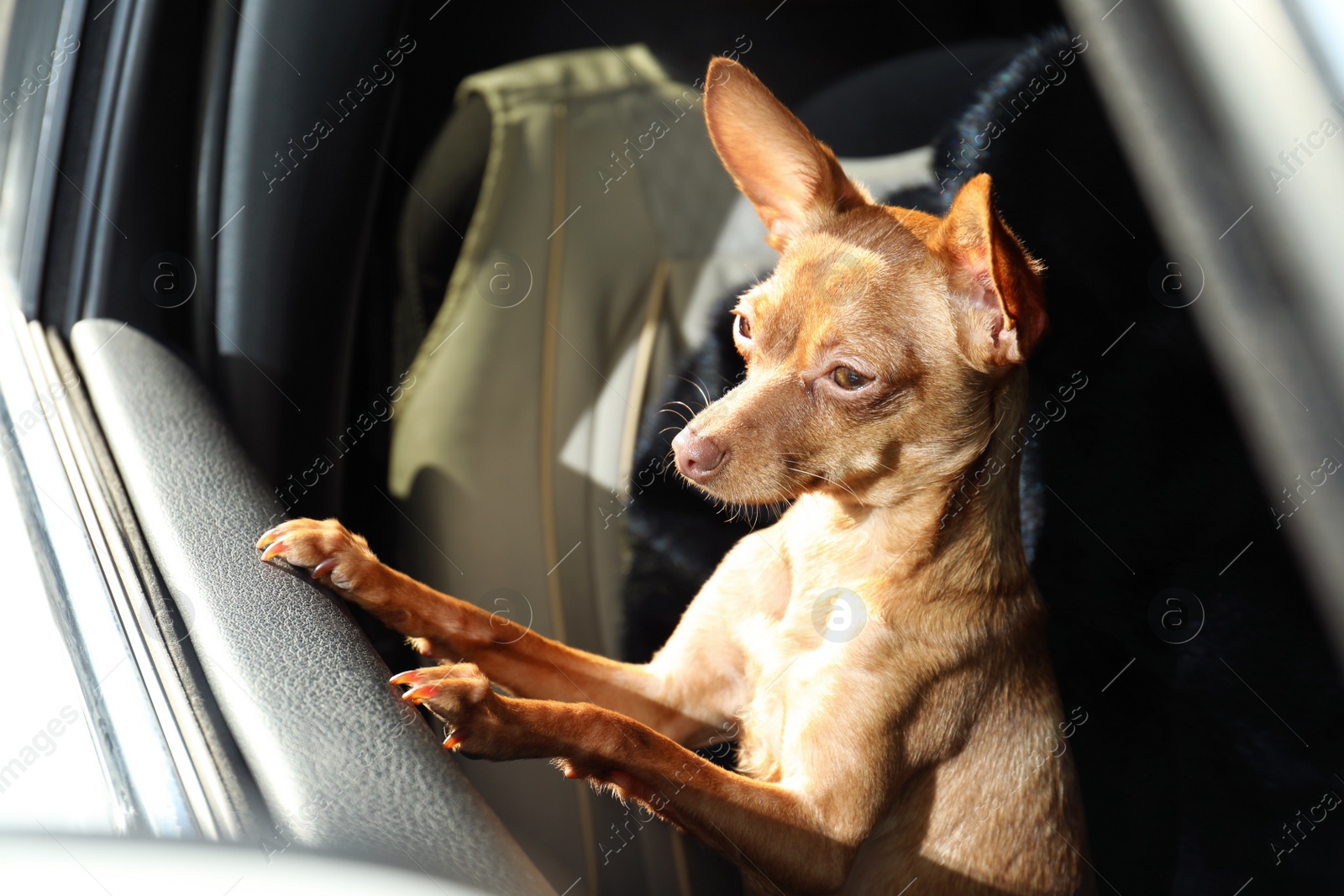 Photo of Cute toy terrier looking out of car window. Domestic dog