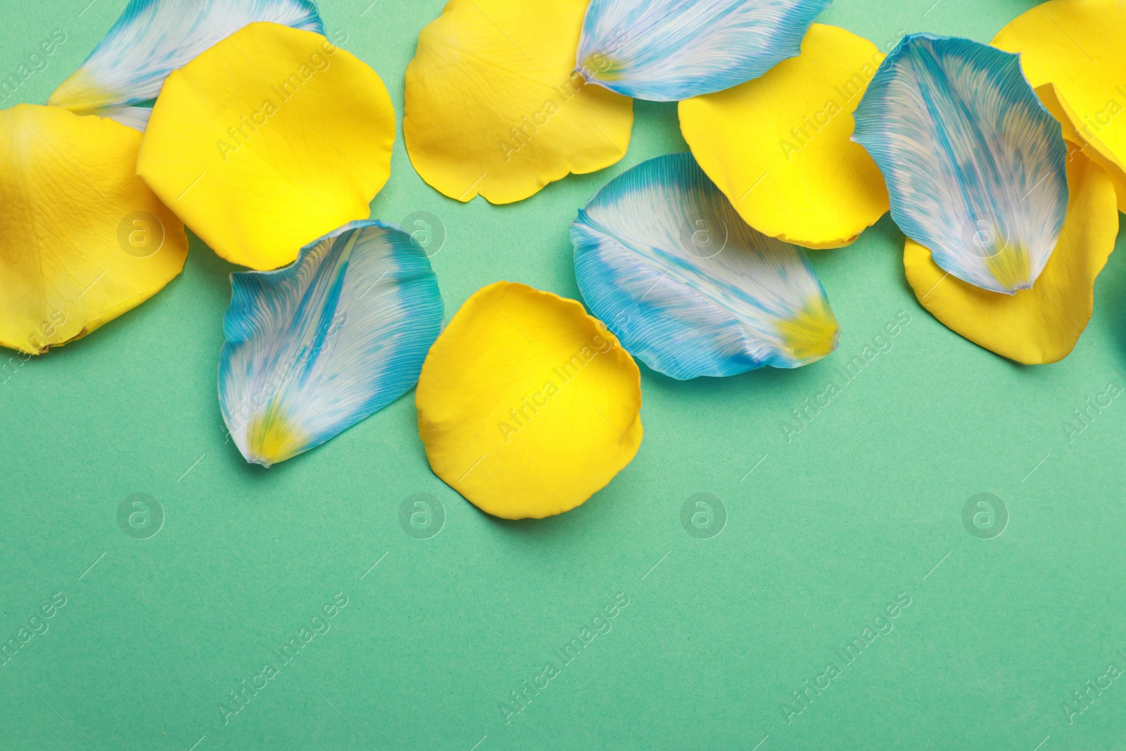 Photo of Beautiful petals on green background, flat lay
