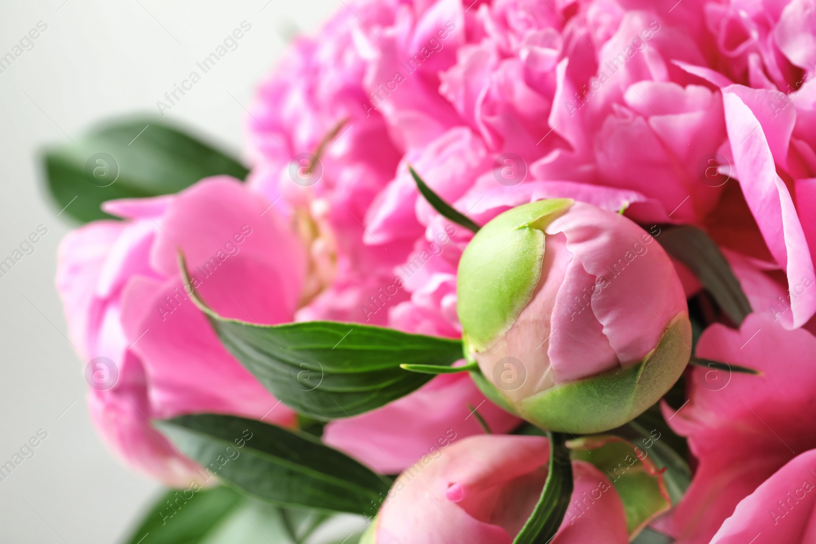 Photo of Beautiful fragrant peony flowers, closeup