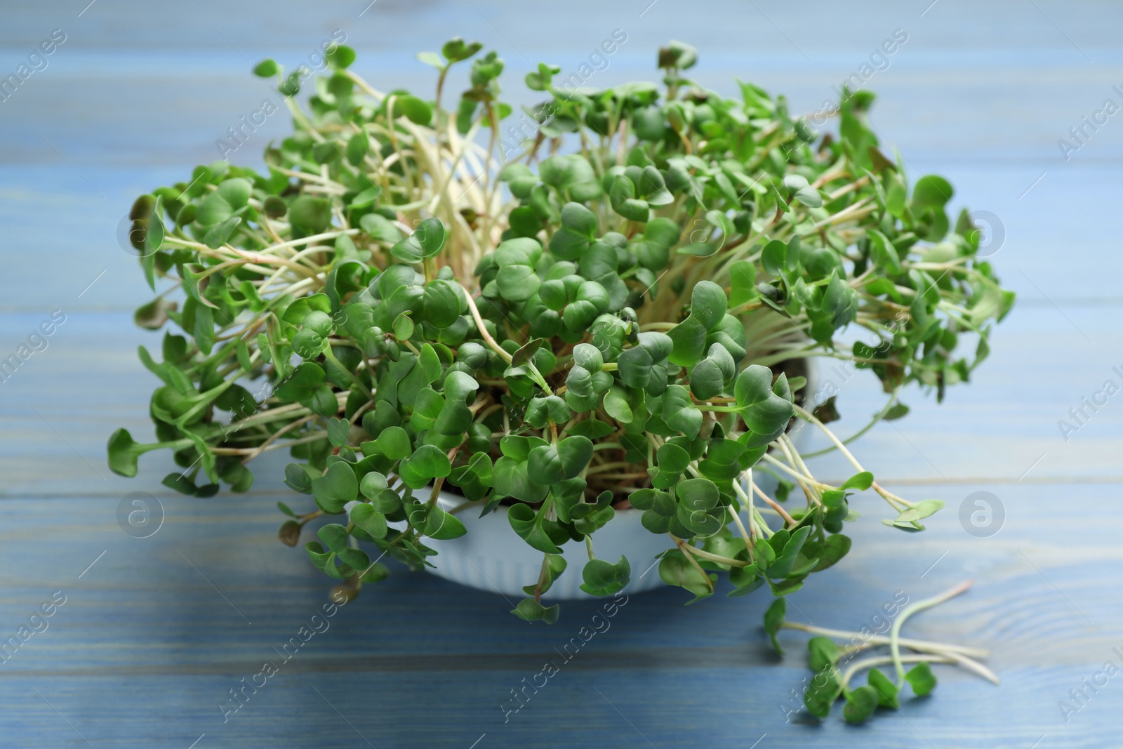 Photo of Fresh radish microgreens in bowl on light blue wooden table